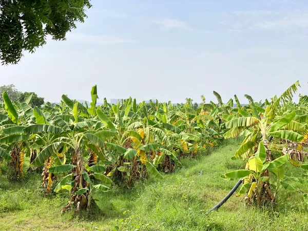 Bananenplantage Auf Dem Landwirtschaftlichen Feld Eines Ländlichen Dorfes Chennai Stockbild