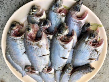 Tatlı su Jalebi Balığı yemek pişirmek için bir tabakta saklanır.