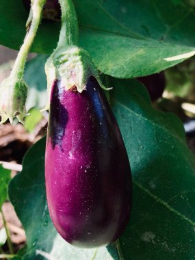 Yumurta bitkisindeki Brinjal sebzesi