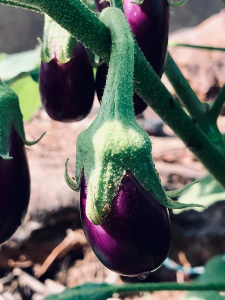 Brinjalgroente Eierplant — Stockfoto