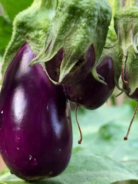 Vegetais Brinjal Planta Ovo — Fotografia de Stock