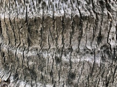 Hindistan cevizi ağacının kabuğundaki doku. Hindistan cevizi ağacı kabuğundaki doku tasarımlarının yakınlaştırılması.