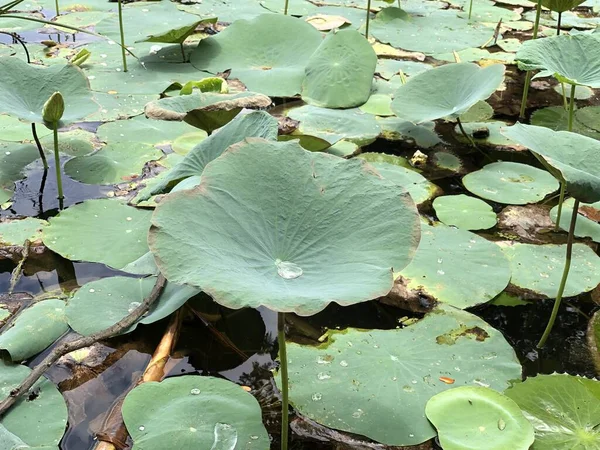 Water lilies in the pond. Water lilies grown in abundance in the small pond.