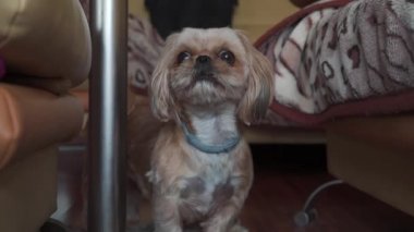 Güzel bir shih-tzu köpeği evde havlıyor. Yavru köpek kızgın ve kameradan emin değil, gergin hissediyor.. 