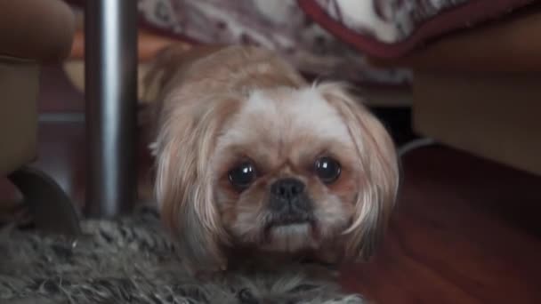 Beautiful Shih Tzu Dog Looking Camera Dog Curious Camera Close — Stock Video