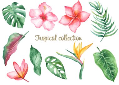 Suluboya tropikal yapraklar ve çiçekler. Beyaz arka planda muz, Monstera, Plumeria, Protea, Heliconia, Hibiscus. Kartlar, davetiyeler, düğün ve yaz tasarımları için mükemmel..