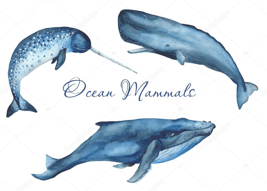 Watercolor whale, narwhal, sperm whale cliprt. Illustrations ocean mammals on a white background. For cards, invitations, weddings, logos, quotes, marine design.
