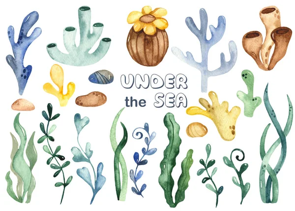 Underwater Plants Algae Colored Coral Reefs Watercolor Hand Drawn Clipart — Stock Photo, Image