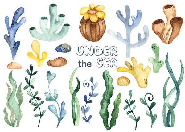 Underwater plants, algae, colored coral reefs. Watercolor hand drawn clipart