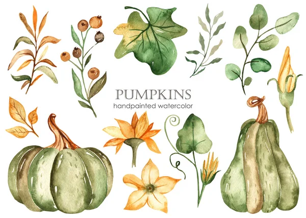 Citrouilles Vertes Feuilles Fleurs Branches Baies Ensemble Aquarelle Clipart Dessiné — Photo