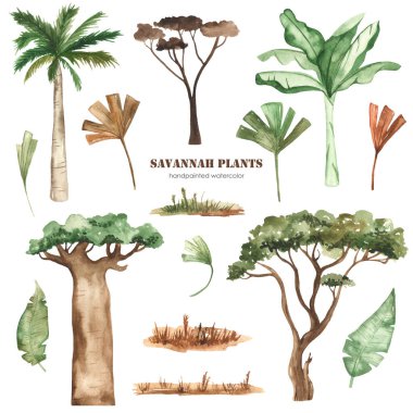 Savana bitkileri, palmiye ağaçları, baobab, akasya, yapraklar, çimenler, kurumuş çiçekler sulu boya.