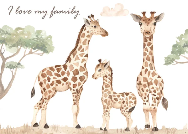 Жирафы Семьи Мама Папа Ребенок Иллюстрация Сафари Саванна Акварель Карты — стоковое фото