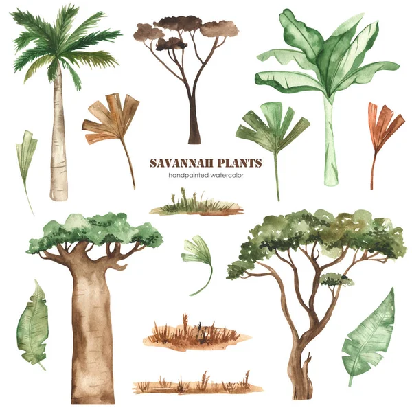 Savana bitkileri, palmiye ağaçları, baobab, akasya, yapraklar, çimenler, kurumuş çiçekler sulu boya.