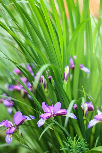 Güzel mor Iris çiçekler