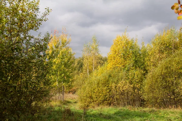 Rus sonbahar ormanlarının manzarası