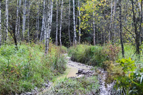 Orman sonbahar ıslak yolu