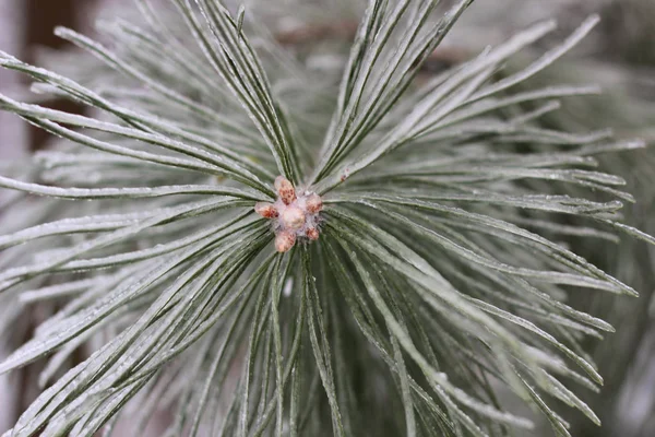 Çam dalı, kırağı kaplamış.