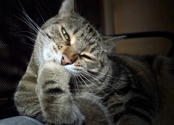 Gato Gracioso Que Come Clavos —  Fotos de Stock