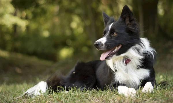 A loving and peaceful border collie puppy relaxes in the grass