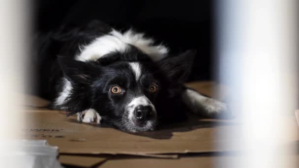 Een Border Collie Puppy Kijkt Bang Tussen Tralies Van Een — Stockvideo