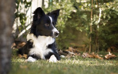 Border collie köpeği bahçede rahatladı.