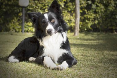 Border collie yavru köpeği, bahçede rahatlamış.