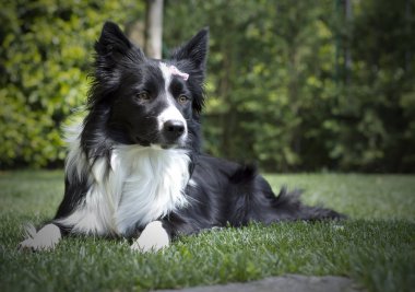 Mutlu sınır köpekleri bahçede, kafasında papilyon var.