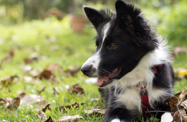 Primo Piano Cucciolo Collie Confine Felice Nell Erba — Foto Stock