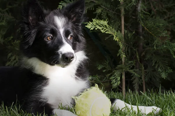 Een Schattige Border Collie Puppy Met Zijn Speelgoed Bal — Stockfoto