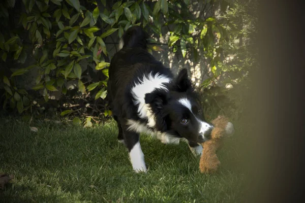 Border Collie Puppy Speelt Met Zijn Speelgoed Tuin — Stockfoto