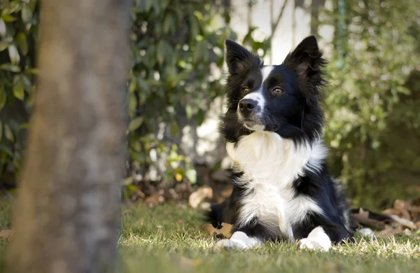 Une Belle Frontière Collie Chiot Détendu Dans Jardin — Photo