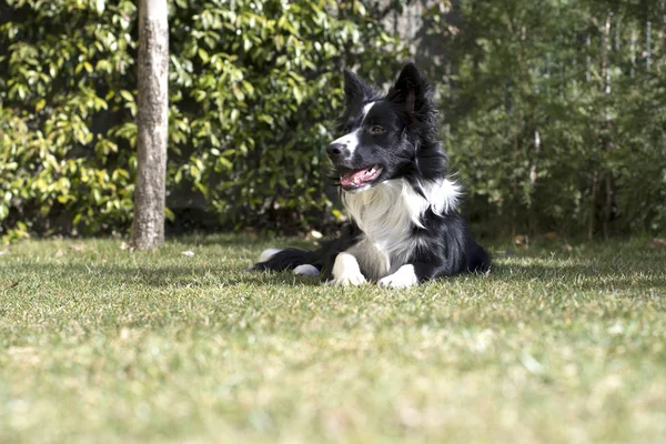Een Schattige Tedere Border Collie Puppy Hond Ontspannen Tuin — Stockfoto