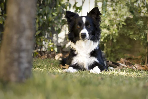 Una Linda Frontera Collie Cachorro Relajado Jardín — Foto de Stock