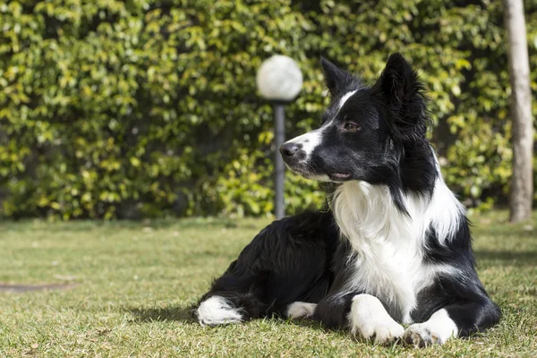 Een Serieuze Border Collie Puppy Hond Ontspannen Tuin — Stockfoto