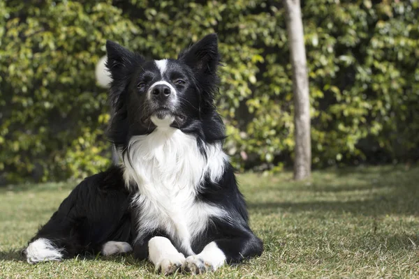 Αστεία Σύνορα Collie Κουτάβι Ρολόι Στην Κάμερα Στον Κήπο — Φωτογραφία Αρχείου