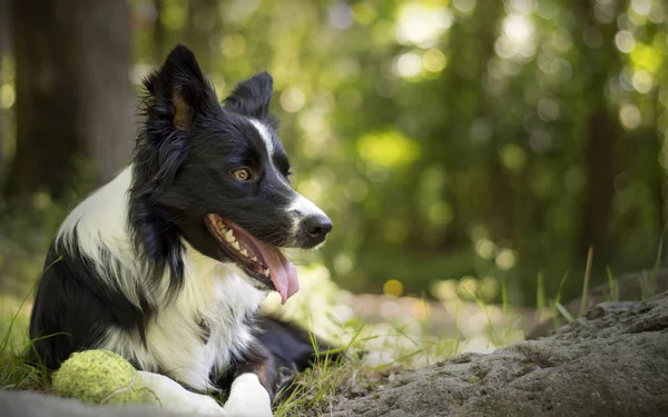 Close Van Een Puppy Van Border Collie Ontspannen Met Bal — Stockfoto