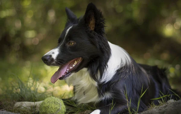 Primo Piano Cucciolo Confine Collie Rilassante Con Palla Nel Bosco — Foto Stock