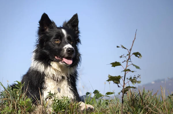 Een Tedere Pup Van Border Collies Ontspant Een Land Weide — Stockfoto