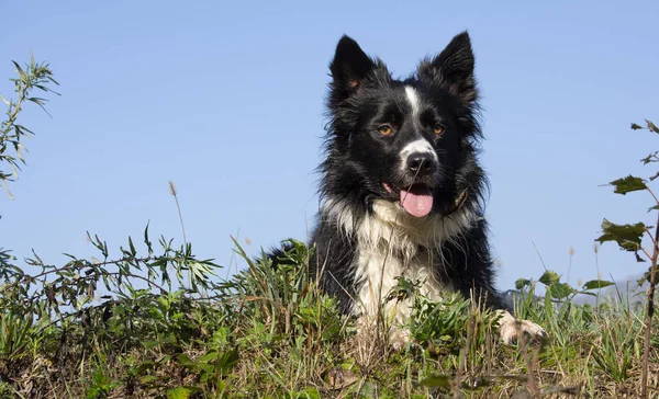 Een Tedere Pup Van Border Collies Ontspant Een Land Weide — Stockfoto