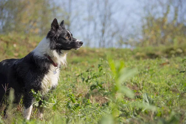 Een Tender Puppy Van Border Collie Omgeven Door Groen Platteland — Stockfoto