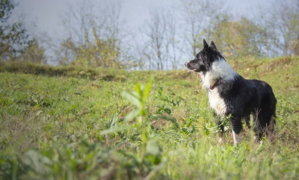 Ένα Tender Puppy Border Collie Περιτριγυρισμένο Από Πράσινο Τοπίο — Φωτογραφία Αρχείου