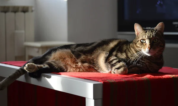 Entspannte Katze Auf Dem Tisch Mit Roter Tischdecke — Stockfoto