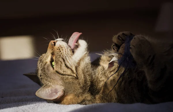 Gato Con Lengua Fuera Acostado Cama —  Fotos de Stock