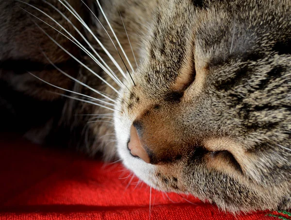 Nahaufnahme Einer Niedlichen Gestromten Katze Die Auf Dem Roten Teppich — Stockfoto