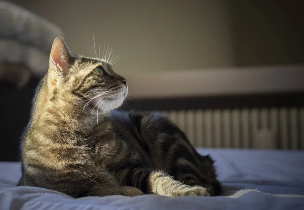 Ευρωπαϊκή Tabby Γάτα Χαλαρώνοντας Στο Κρεβάτι — Φωτογραφία Αρχείου