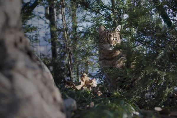 Gato Tabby Escondido Entre Los Árboles Del Jardín —  Fotos de Stock