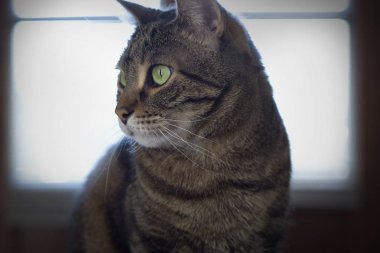 Güzel bir tekir kedinin yakın plan portresi