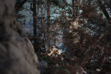 Tekir kedi bahçedeki ağaçların arasında saklanıyor.