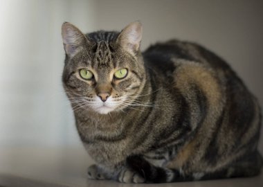 Masadaki güzel tekir kedinin portresi.