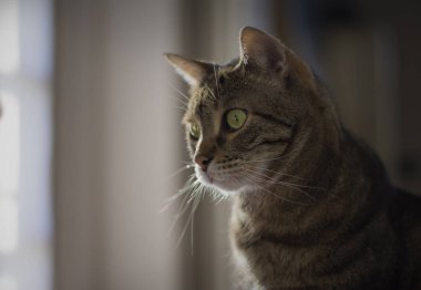 Güzel bir tekir kedi portresi